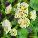 퐁퐈두르 이미지