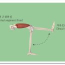 사슬로우