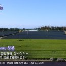 청정제주녹차 영농조합법인 이미지