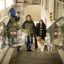 워킹퍼피 이미지