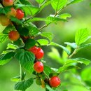 대동농장 이미지