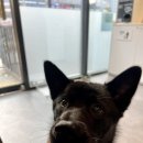 약지애견카페 이미지