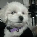 국민낙곱새 보라매점 이미지