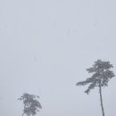 포레스트밸리 이미지