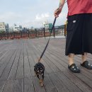 땡큐멍냥 이미지