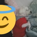 왕왕멍멍 이미지