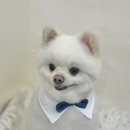 엉클독 애견유치원 이미지