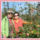 †아름다운 경북 가을 영주 사과농장의 하루! 이미지