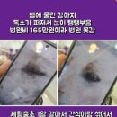 복덩이네 강아지 이미지