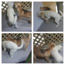 홍시언니 Daum카페
