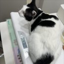 호랑이 동물병원 이미지