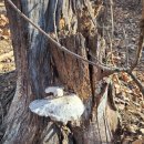 하천리-1 이미지