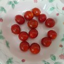 땡달리기 양솔방울님네 방울토마토 이미지