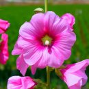 접시꽃의 꽃말과 꽃 사진 모음 이미지