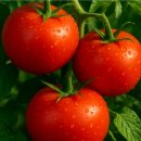 일년감 토마도 效能 이미지