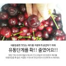 캘리포니아 체리 가격 내렸어요~ 다시 판매글 올려드립니다^^ 이미지