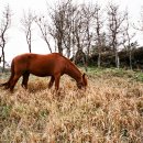 라이코 바이탈 코리아 이미지