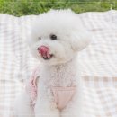 바람난강아지 | [무료 스냅 촬영 이벤트] 강아지스냅｜반려견 솜이의 시선으로 본 따뜻한 커플스냅 후기