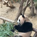 불꽃게임장 | [에버랜드 후기] 가격 · 퍼레이드 시간표 · 불꽃놀이 · 바오 실물 관람 총정리!