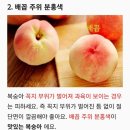 맛있는 복숭아 고르는 법 이미지