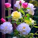 공주 유구 색동수국 정원 꽃축제 이미지