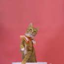 조양래 동물의료센터 이미지