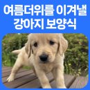 이담펫 이미지