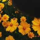 두대마을 이미지