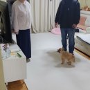 한강켄넬 이미지