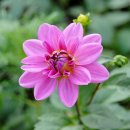 건들내민박 이미지