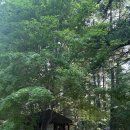 명품 걷기 노르딕워킹 건강교실 | 오대산치유걷기 교실 5차 후기