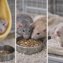 말레트