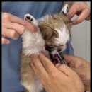 순창 동물병원 이미지