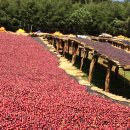 파티오커피 이미지