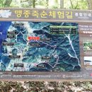 맹종죽순체험길 이미지