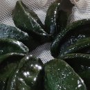 영광(아) 이미지