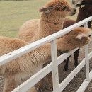 경사목장 이미지