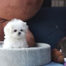 안양강아지분양 ADAMSPET 안양점