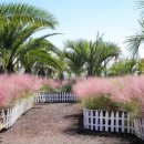 코스모스축제장 제방 이미지