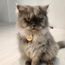 캣플 동탄점 이미지