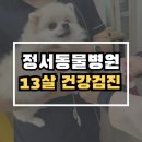 정서동물병원 | 인천 정서동물병원, 노령견 스케일링 및 건강검진 후기