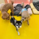 부천애견미용 멍미살롱 | 사각지대 없는 CCTV로 안심하고 맡길 수있는 부천 애견호텔 "멍미"