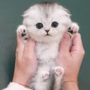 부산고양이분양 미유펫 | 부산고양이분양 노르웨이숲대형묘 분양한 미유펫 후기