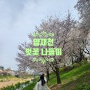 서울 벚꽃 명소 양재천 나들이