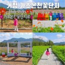 온천강변길1R | 거창 가조온천꽃단지 코스모스 위치 주차 포토존