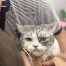 밀크펫살롱 이미지