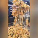 모이새춘천닭갈비 이미지