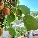 참다래집 이미지