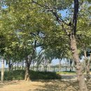 모모댕댕 이미지