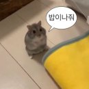 히루방